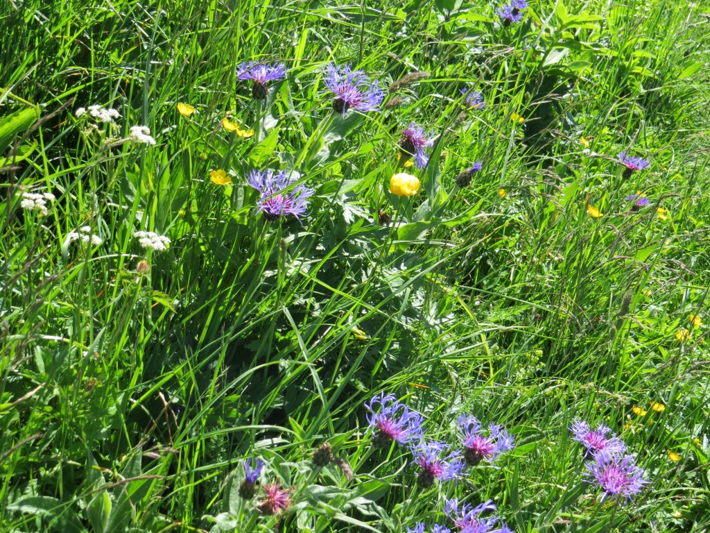 über sehr schöne Blumenwiesen geht es weiter abwärts