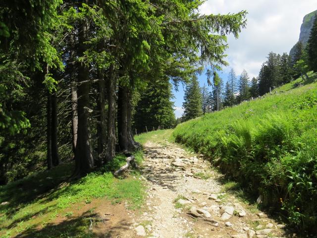 auf einem breiten Wanderweg geht es weiter nach Plan Francey