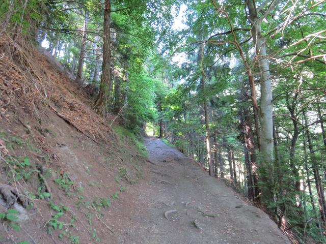 wie jeden Morgen empfängt uns im Wald ein Vogelkonzert