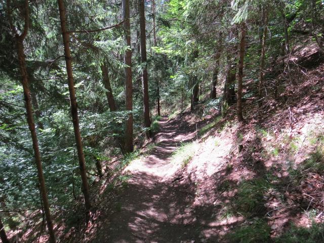 die Via Francigena führt nun durch Wälder...