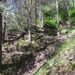 rechts steil ansteigend folgen wir im Wald Kehre für Kehre einem Kreuzweg