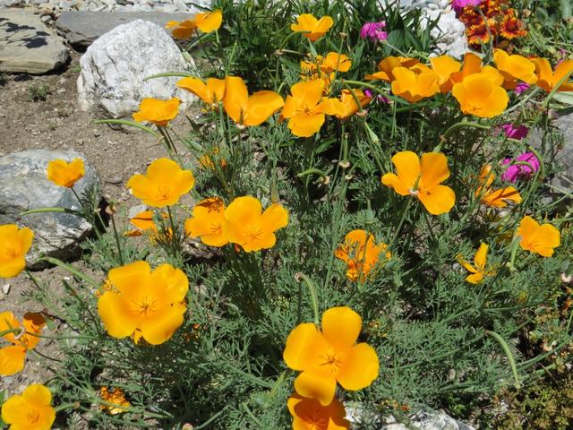 schöne Blumen am Wegesrand