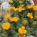 schöne Blumen am Wegesrand