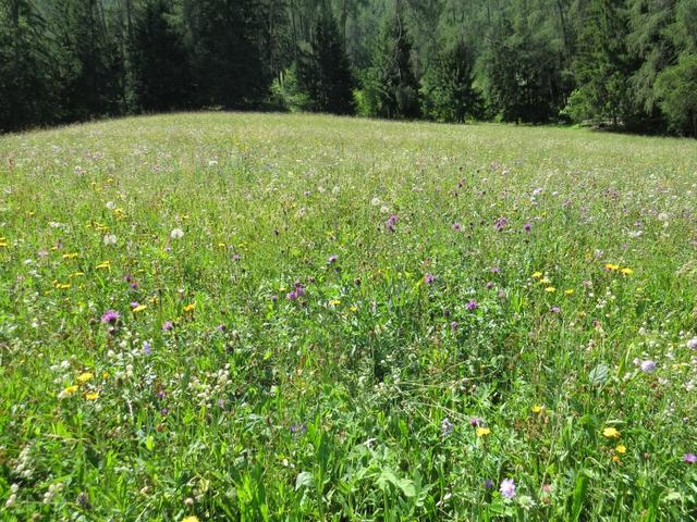 der Weg führt nun an schöne Blumenwiesen vorbei