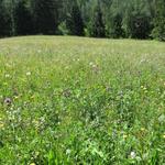 der Weg führt nun an schöne Blumenwiesen vorbei