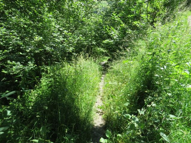 der Weg führt nun durch hohes Gras. Viele Pilger sind nicht unterwegs