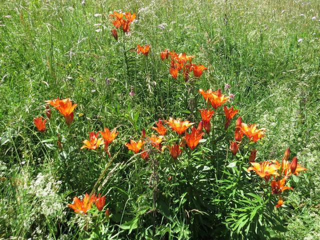 schöne wilde Lilien am Wegesrand