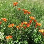 schöne wilde Lilien am Wegesrand