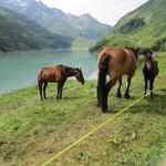 Pferde geniessen das frische grüne Gras