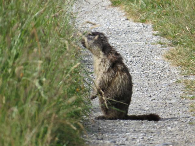 ein Murmeltier hat uns noch nicht erspäht und sitzt direkt auf dem Wanderweg