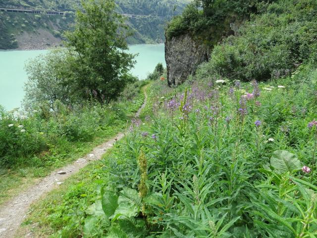 ein schöner Uferweg führt uns nun alles dem Stausee entlang