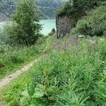 ein schöner Uferweg führt uns nun alles dem Stausee entlang