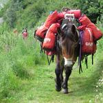 vor uns taucht eine Gruppe von Säumer auf, mit Packpferd