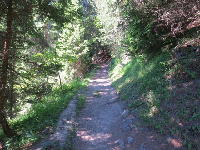 die Asphaltstrasse leitet uns zu einem breiten Waldweg, den wir bei Punkt 1508 m.ü.M. durchlaufen