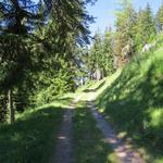 ... und wandern über einen breiten Forstweg Richtung Curala