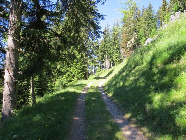 ... und wandern über einen breiten Forstweg Richtung Curala