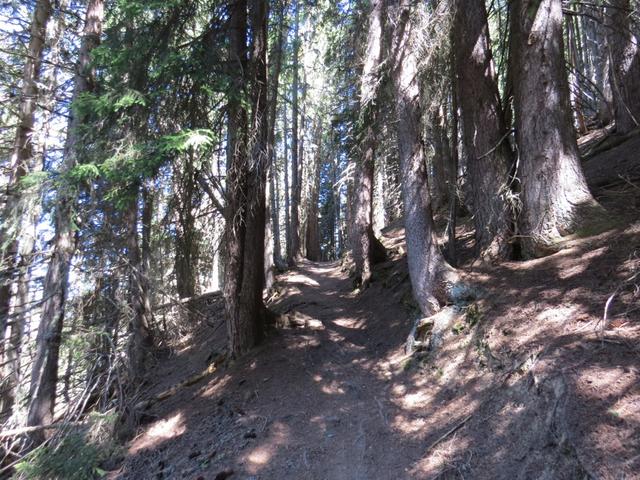 wir biegen rechts ab und wandern durch den Wald nun wieder steiler aufwärts