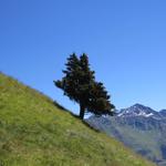 diese Natur ist einfach unbeschreiblich. Weit und breit der einzige Baum