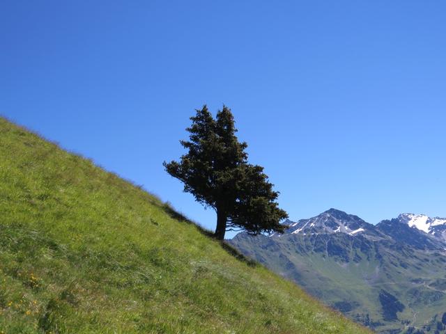 diese Natur ist einfach unbeschreiblich. Weit und breit der einzige Baum