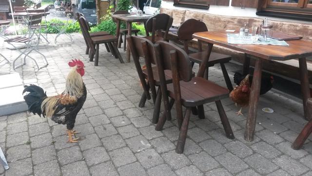 ein schöner Hahn begutachtet uns