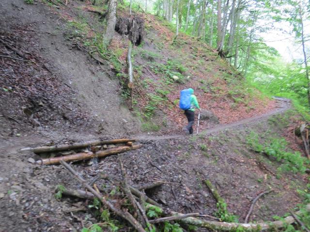 der Weg führt nun durch den Wald in Kehren aufwärts