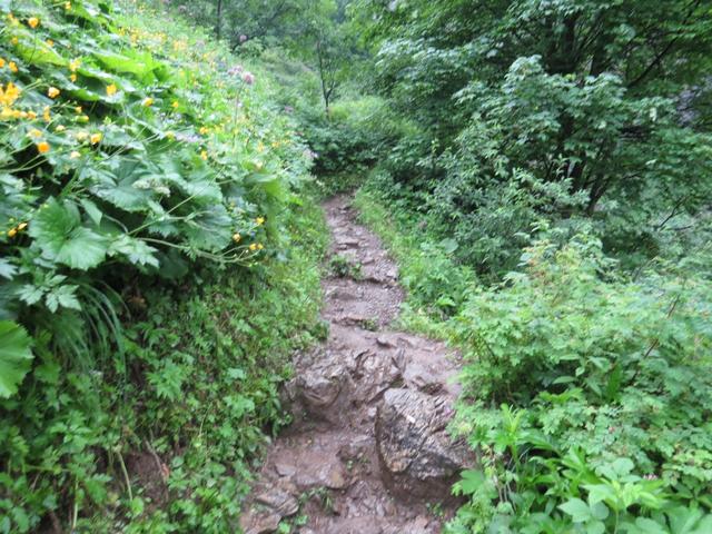 bei Nässe wie heute ist hier der Wanderweg rutschig