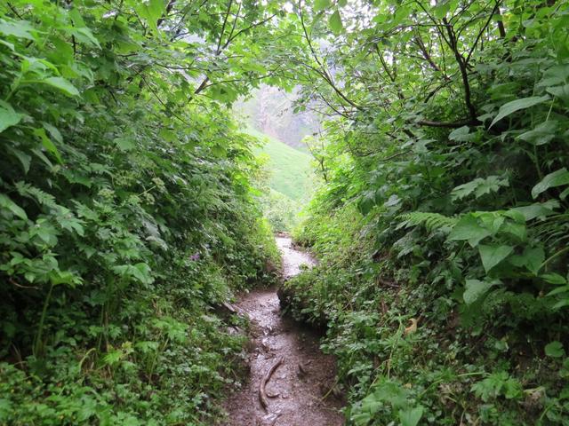 der Weg führt nun meistens über einen schmalen Steig steil aufwärts