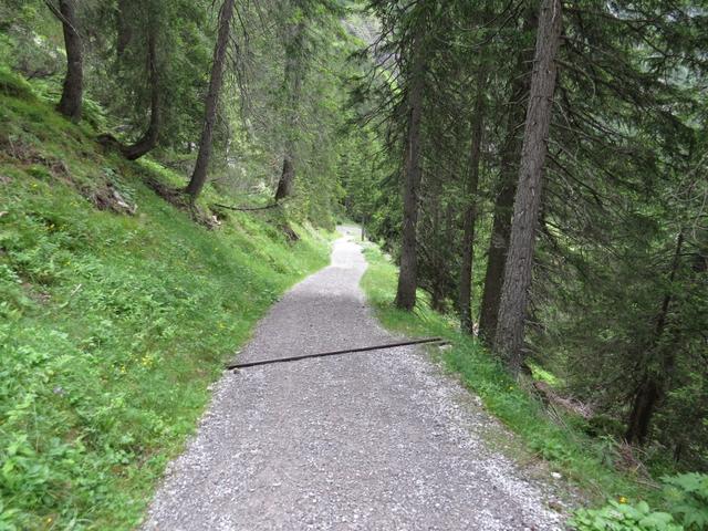 auf einer breiten Waldstrasse...