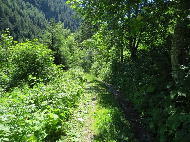 über einen Forstweg geht es nun links hinunter