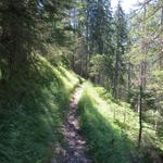 auf fast gleichbleibender Höhe schlängelt sich der schön angelegte Wanderweg...