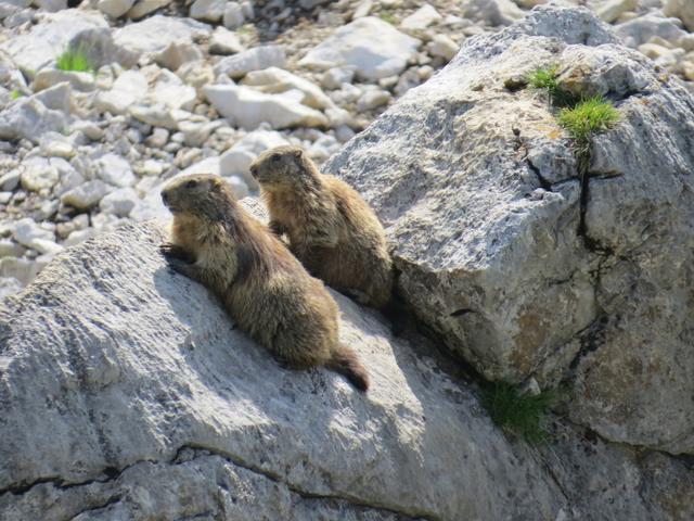 vorher können wir aber mehrere Murmeltiere beobachten