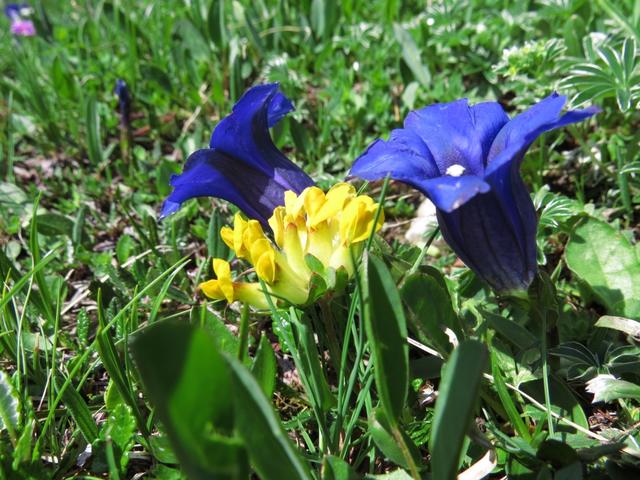 schöne Alpenblumen am Wegesrand