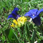 schöne Alpenblumen am Wegesrand