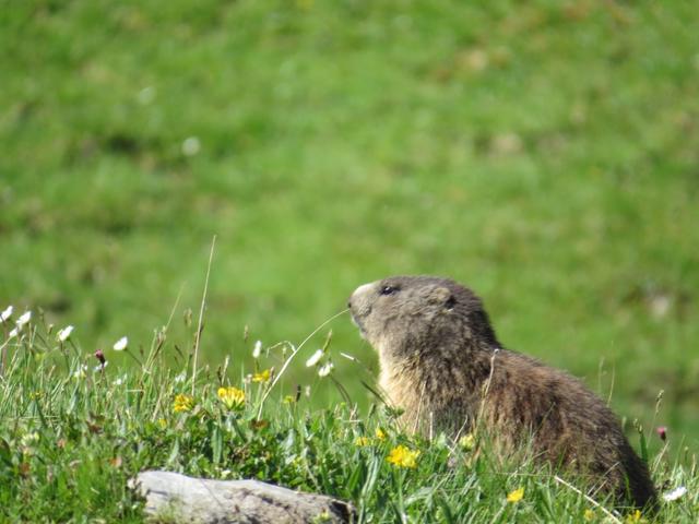 wieder können wir wärend dem Wandern. Murmeltiere beobachten