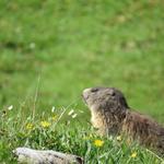 wieder können wir wärend dem Wandern. Murmeltiere beobachten