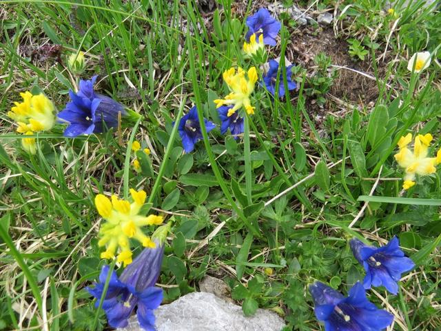 links und rechts vom Weg können wir Alpenblumen betrachten