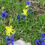 links und rechts vom Weg können wir Alpenblumen betrachten