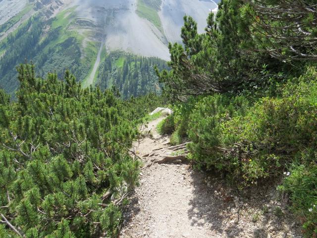 ... führt uns der Wanderweg durch Latschenkieferhänge