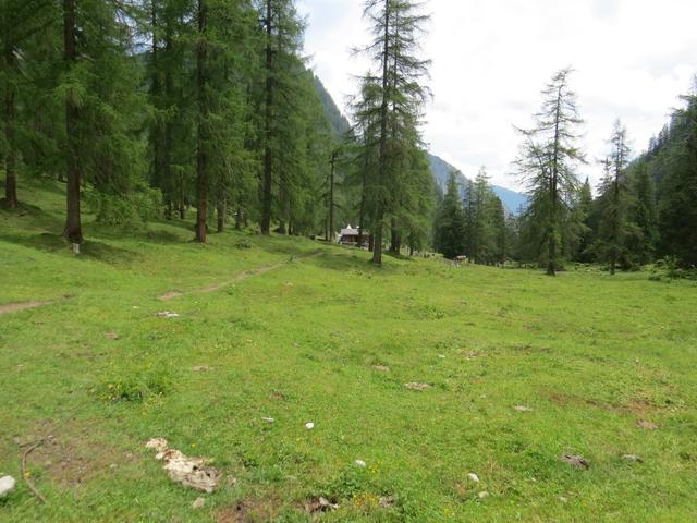 mitten in einem Lärchenwald liegt die Hütte auf der Unterlochalm 1580 m.ü.M.