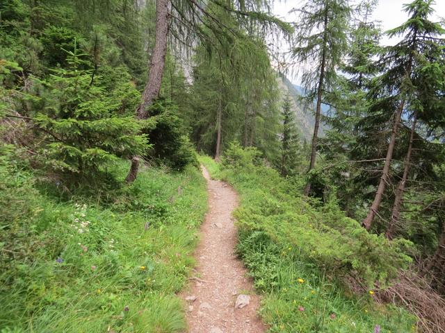 der Wanderweg führt zuerst noch durch einen Tannenwald