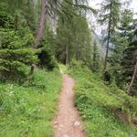 der Wanderweg führt zuerst noch durch einen Tannenwald