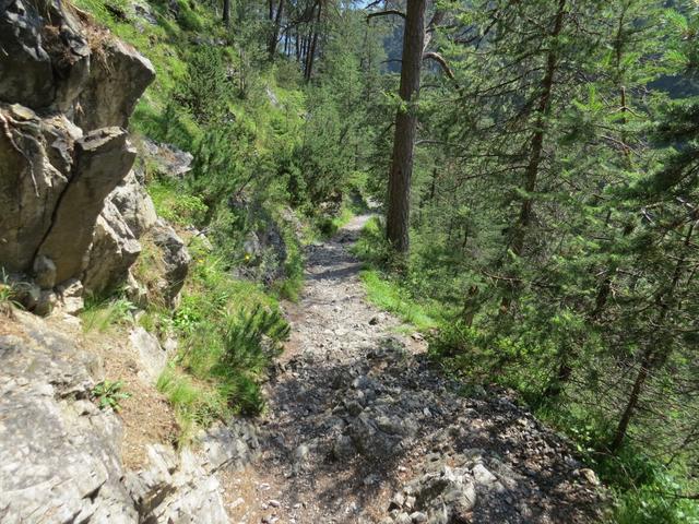 der Weg führt durch einen Tannen, Lärchen und Föhrenwald