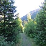 sofort nach dem verlassen der Bergstrasse, tauchen wir hinein in einen dichten Wald