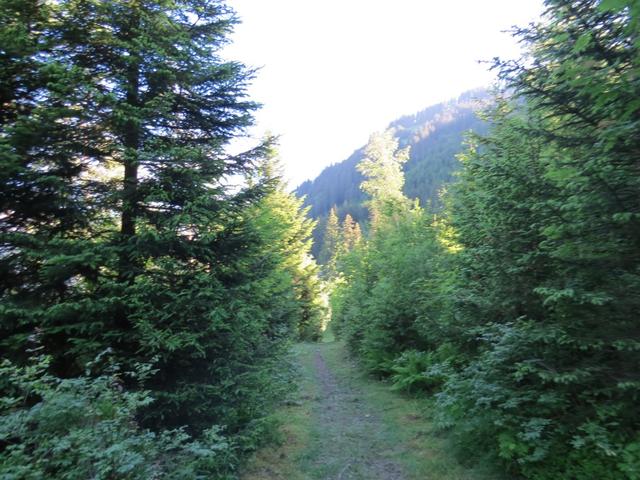 sofort nach dem verlassen der Bergstrasse, tauchen wir hinein in einen dichten Wald