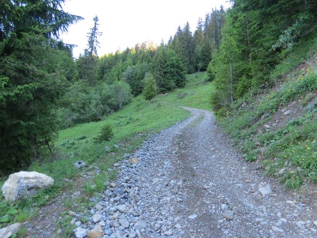 über eine breite Waldstrasse erreichen wir Sur le Bord 1635 m.ü.M.