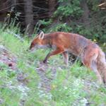 wir sind nicht alleine unterwegs