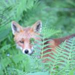 ein Fuchs schaut uns argwöhnisch an