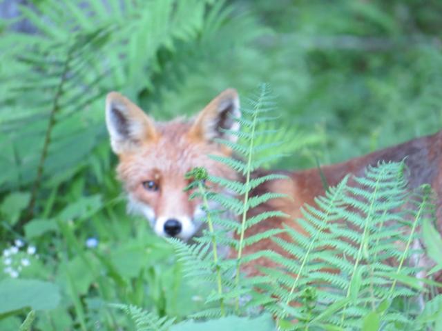 ein Fuchs schaut uns argwöhnisch an