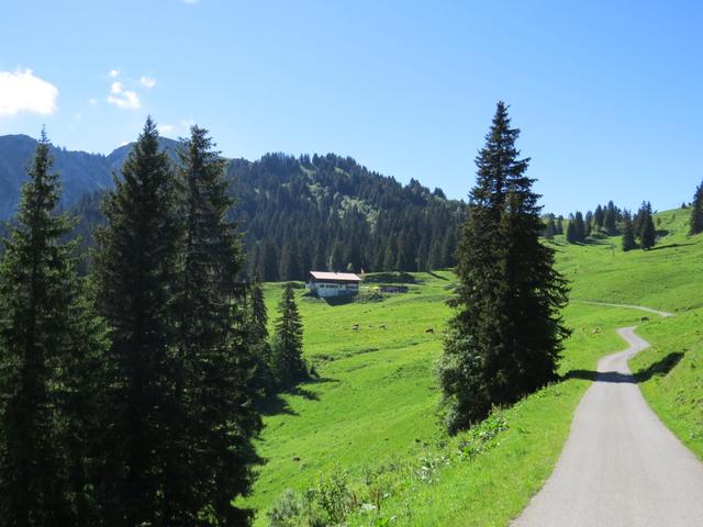 zwischen den Waldparzellen bei Conche erreichen wir über ein Strässchen...