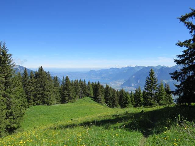 mit Blick Richtung Genfersee, überqueren wir schöne Blumenwiesen...